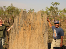 Magnetic termite mounds, Top End nature tours