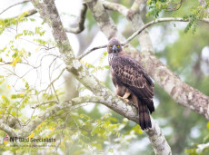 Changeable Hawk Eagle photographed in Yala National Park