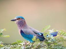 Photographing Indian Roller in Yala National Park