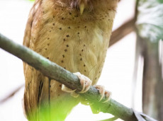 Endemic Serendib Scops Owl