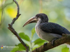 Sri Lanka Grey Hornbill - endemic