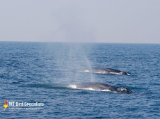 Blue Whales seen whilst cruising off the coast of Sri Lanka