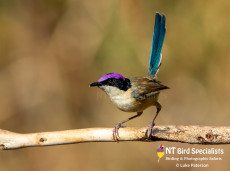 Male Purple-crowned Fairywren in the afternoon light