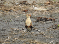 Australian Pratincole (Stiltia isabella)