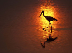 Black-necked Stork at sunset