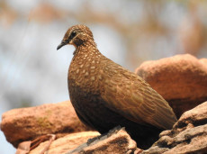 Chestnut-quilled Rock Pigeon captured in Kakadu