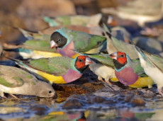 Gouldian Finches flocking to water