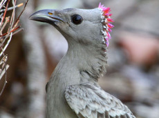 Male Great Bowerbird displaying nape feathers