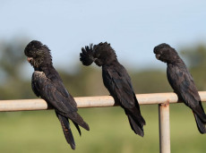 Red-tailed Black Cockatoos
