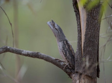 The ultimate camouflager, Tawny Frogmouth