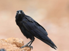 Torresian Crow