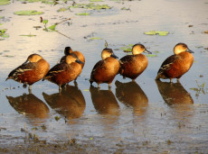Wandering Whistling Ducks