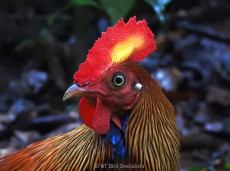 Sri Lanka's national bird, the Sri Lankan Junglefowl