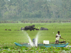 Traditional fishing techniques in Sri Lanka