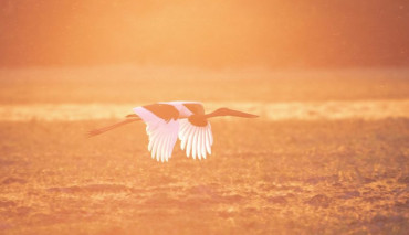Effects of Australian bushfires on birdlife & birdwatching tours