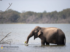 Sri Lankan (Asian) Elephant