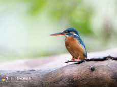Common Kingfisher - Sigiriya, Sri Lanka
