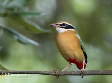 One of the highlight birds, Indian Pitta