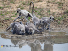 Grey Langur in Bundala National Park