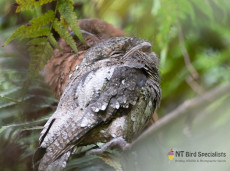 Sri Lanka Frogmouth in Sinharaja Forest