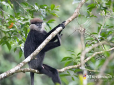 Purple-faced Leaf Monkey on watch