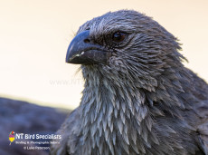 Charismatic Apostlebirds don't mind posing for our photos