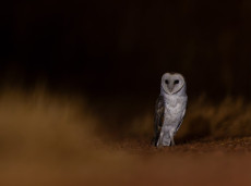 Barn Owl