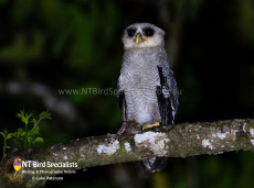 Barred Eagle Owl