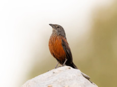 Black Grasswren (female)