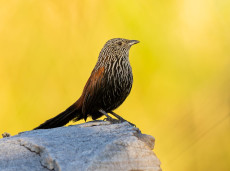 Black Grasswren (male)