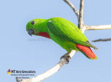 Blue-crowned Hanging Parrot
