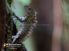 Bornean Angle-headed Lizard