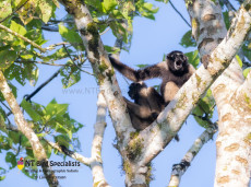 Bornean Gibbon