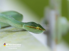 Bornean Keeled Green Pit Viper