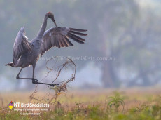 Dancing Brolga in the morning mist