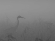 Brolga walking in the morning mist