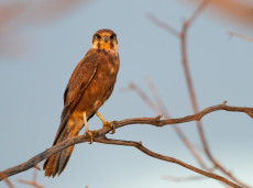 Brown Falcon