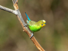 This photogenic Budgerigar poses for the camera