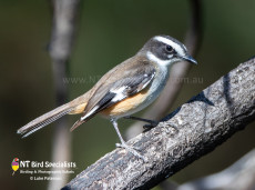 Buff-sided Robins are tropical riverine specialists