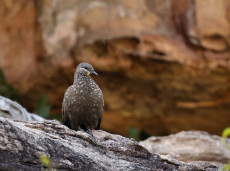 Chestnut-quilled Rock Pigeon Kakadu. Guest image credit Marj Kibby