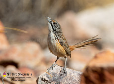 Carpentarian Grasswren near Mount Isa