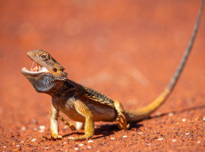 Centralian Bearded Dragon