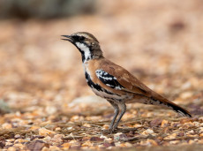 Cinnamon Quail-thrush