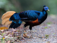 Crested Fireback