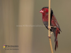 Striking Male Crimson Finch