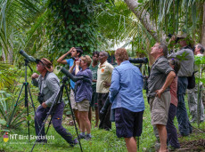 Spotting Jungle Owlet at Tissamaharama