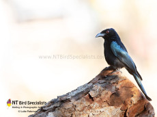 Spangled Drongo