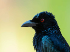 Spangled Drongo