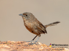 Dusky Grasswren (Amytornis purnelli) photographed in Alice Springs