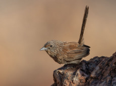 Dusky Grasswren